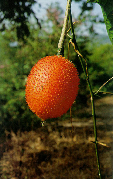 ฟักข้าว Momordica cochinchinensis (Lour.) Spreng.<br/>CUCURBITACEAE